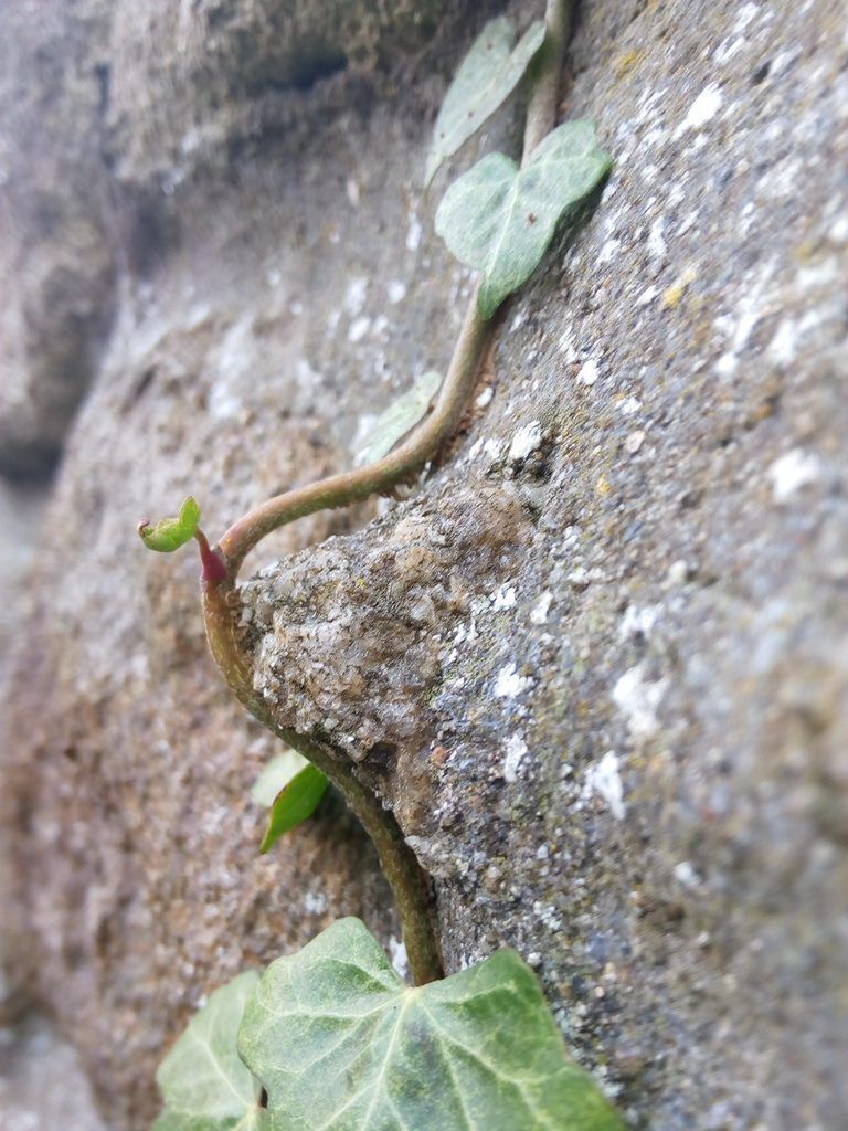 Ivy growing on granite